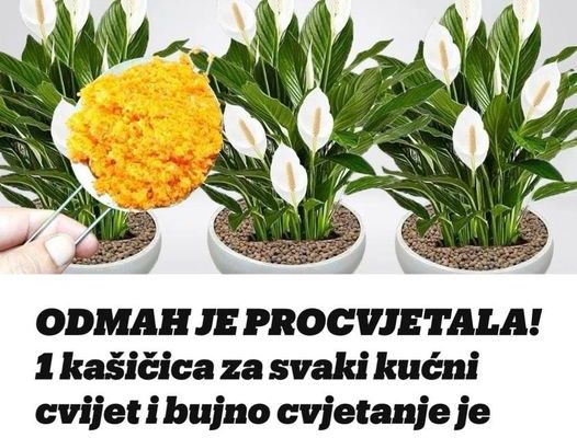 ODMAH JE PROCVJETALA! 1 kašičica za svaki kućni cvijet i bujno cvjetanje je zagarantovano!