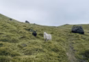 🐑 Zašto su ovce stajale nepomično satima? Prirodan instinkt, a ne misterija